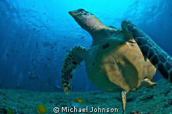 Green Sea Turtle in the Maldives by Michael Johnson 